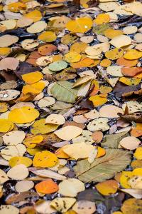 leaves